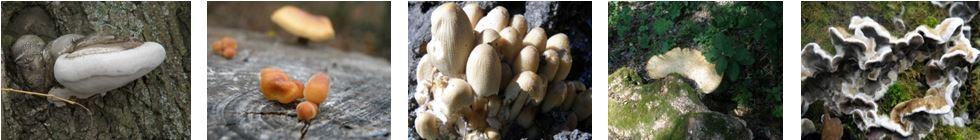 Гриби Криворіжжя Fungi