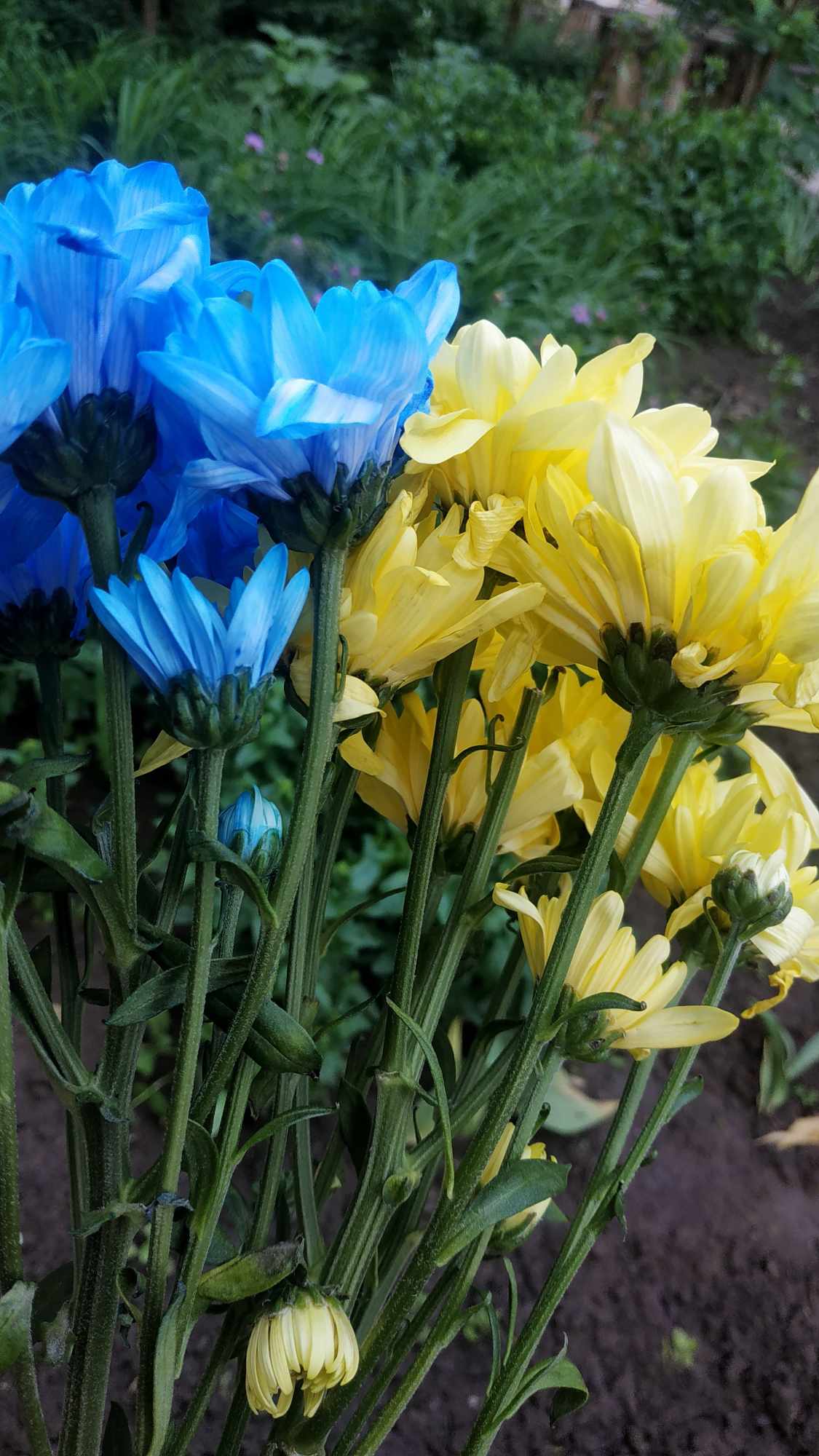 502338057 3399941407014868 3028462345706971538 n