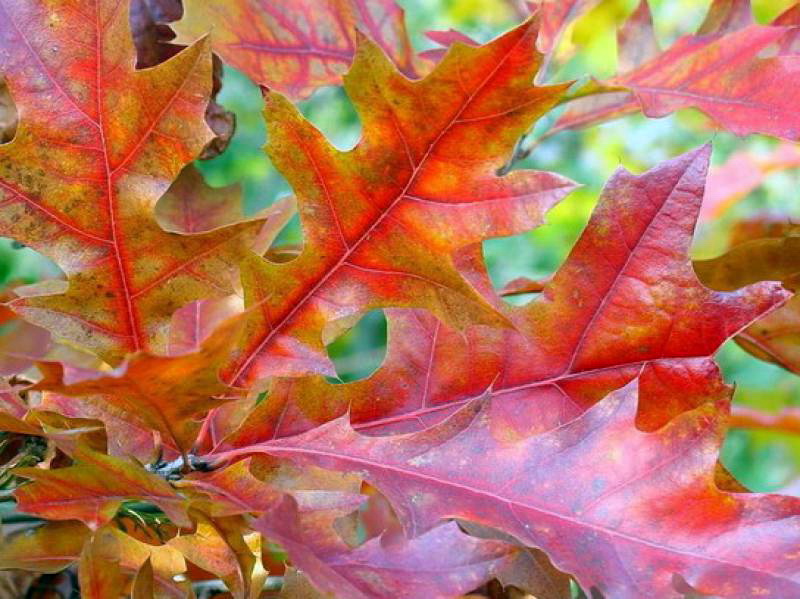 Червоний дуб (Quercus rubra)