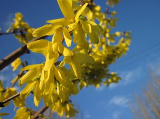 Форзиція (Forsythiа)