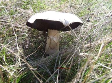 Agaricus campestrisL.FR