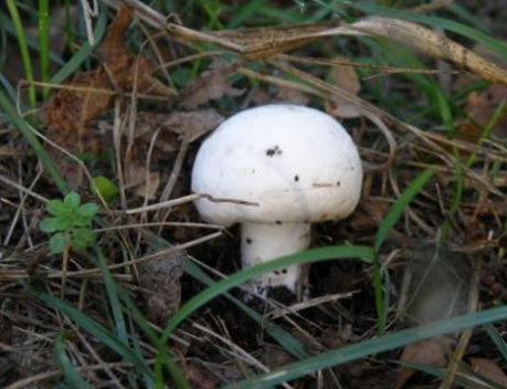 Agaricus silviola Vitt. Sacc