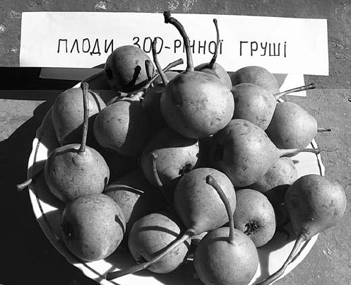 Плоди груші