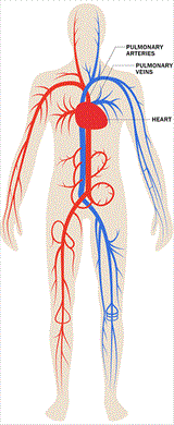 cardiovascular-labels_tcm7-247073_w160_n.gif